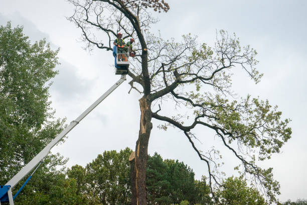 Trusted Big Lake, TX Tree Service Experts